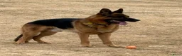 German Shepherd dogs for sale: GERMAN SHEPHERD DOG. - Advert 4