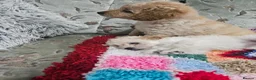 Cockapoo dogs for sale: 🐾 Hello, dear animal lovers! 🐾   - Advert 4