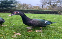 Ducks poultry for sale: Muscovy Ducks Available - Male & Female - Image 1