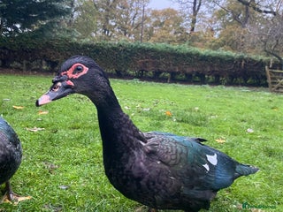 Ducks poultry for sale - Advert 1