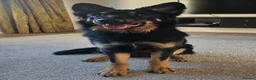 German Shepherd dogs for stud: PROVEN..Beautiful German shepherd for STUD - Advert 1