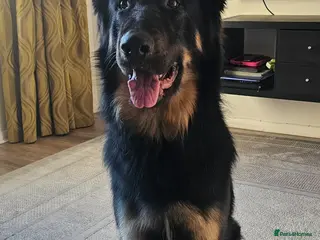 German Shepherd dogs PROVEN..Beautiful German shepherd for STUD - Advert 2