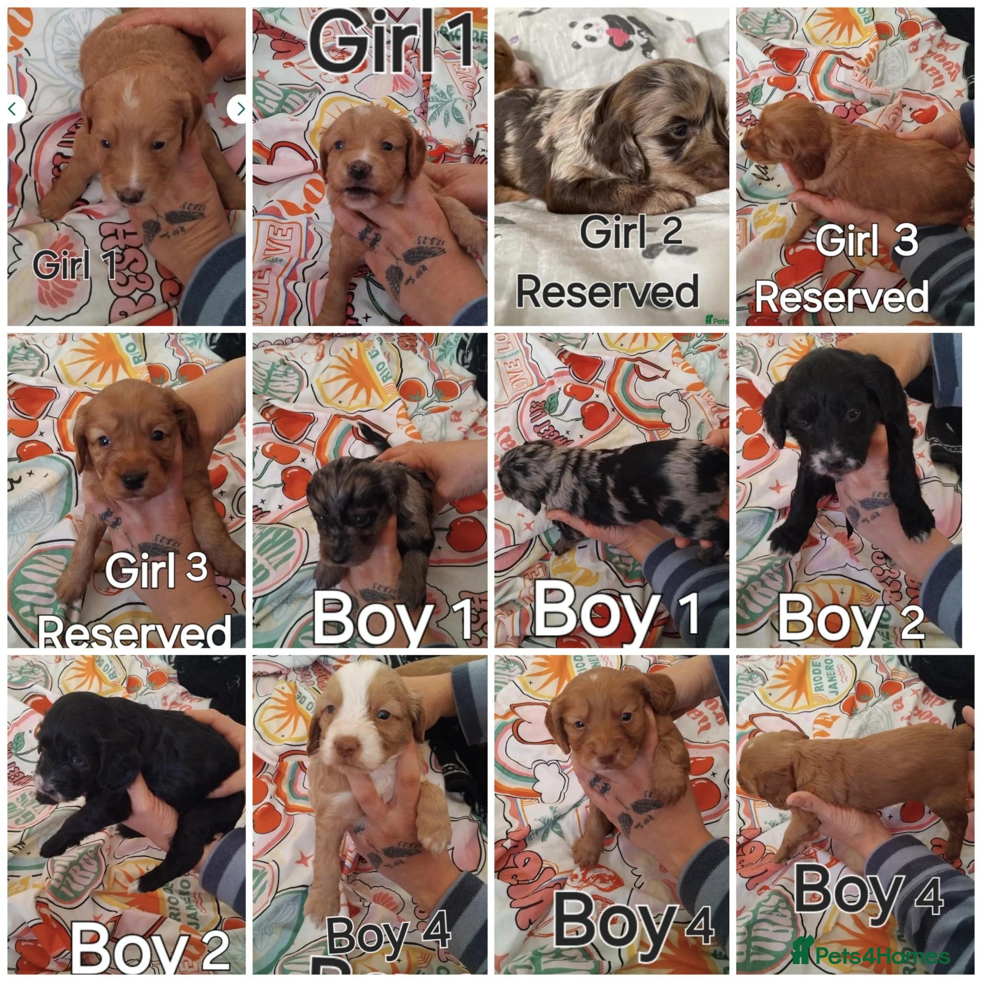 Cockapoo dogs x1 Girl Available & x4 Boys Available Cockapoo - Advert 1