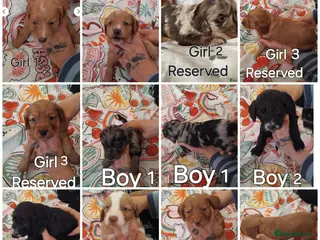 Cockapoo dogs x1 Girl Available & x4 Boys Available Cockapoo - Advert 1