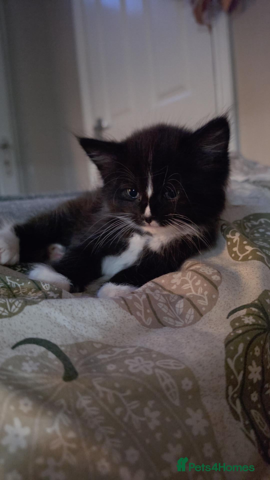 Mixed Breed cats Ragdoll X - Advert 13