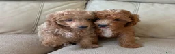 Cavapoo dogs for sale: Beautiful Cavapoo Puppy’s  - Advert 7