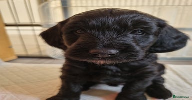 Cockapoo dogs F1b Cockapoo Puppies - Advert 3