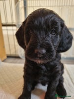 Cockapoo dogs F1b Cockapoo Puppies - Advert 3