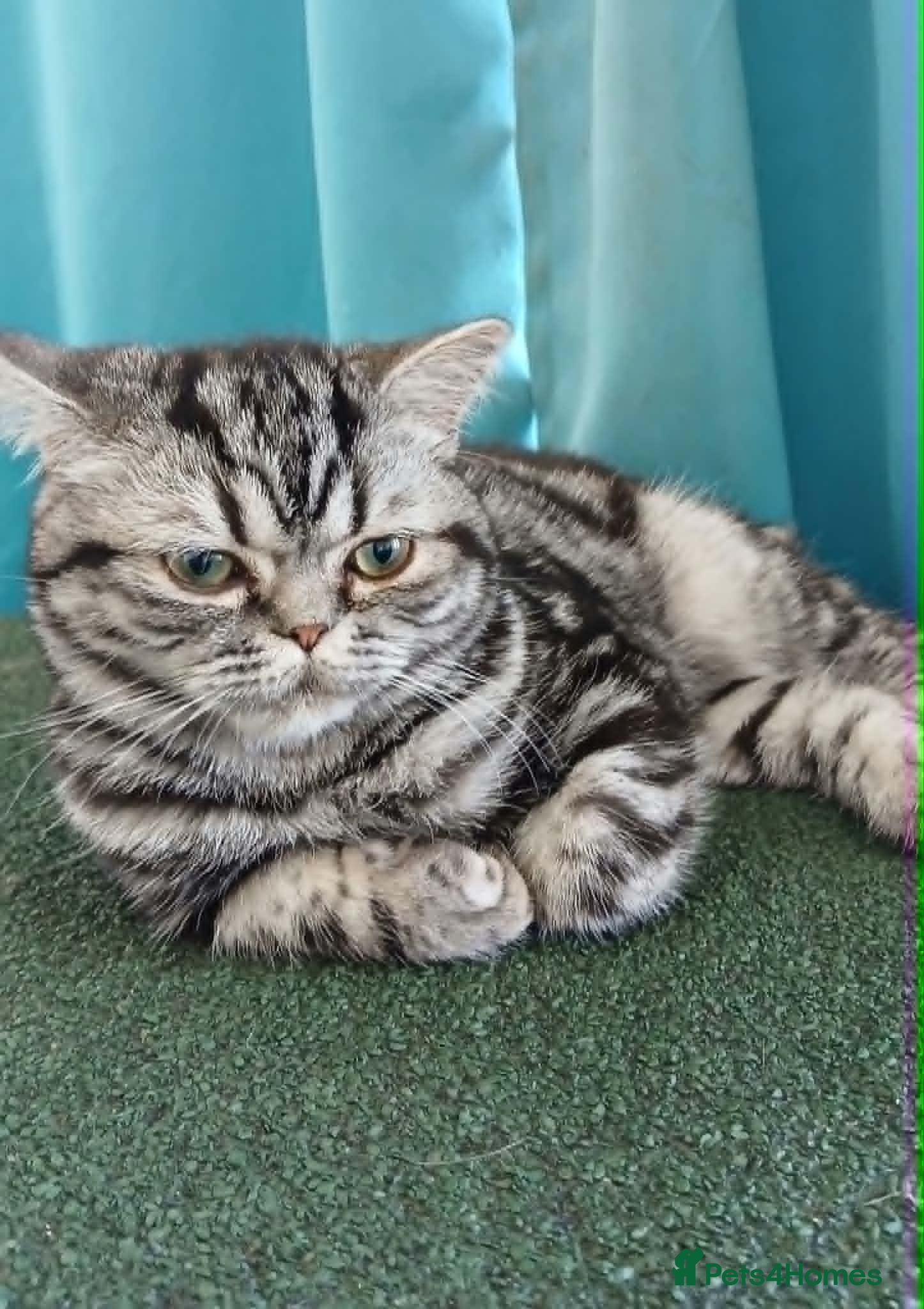 British Shorthair cats Bsh. Silver Classic Tabby . - Advert 9