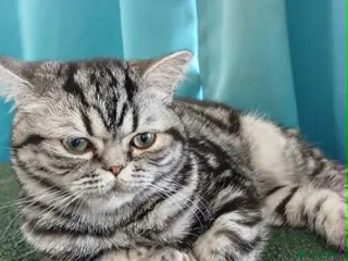 British Shorthair cats Bsh. Silver Classic Tabby . - Advert 9