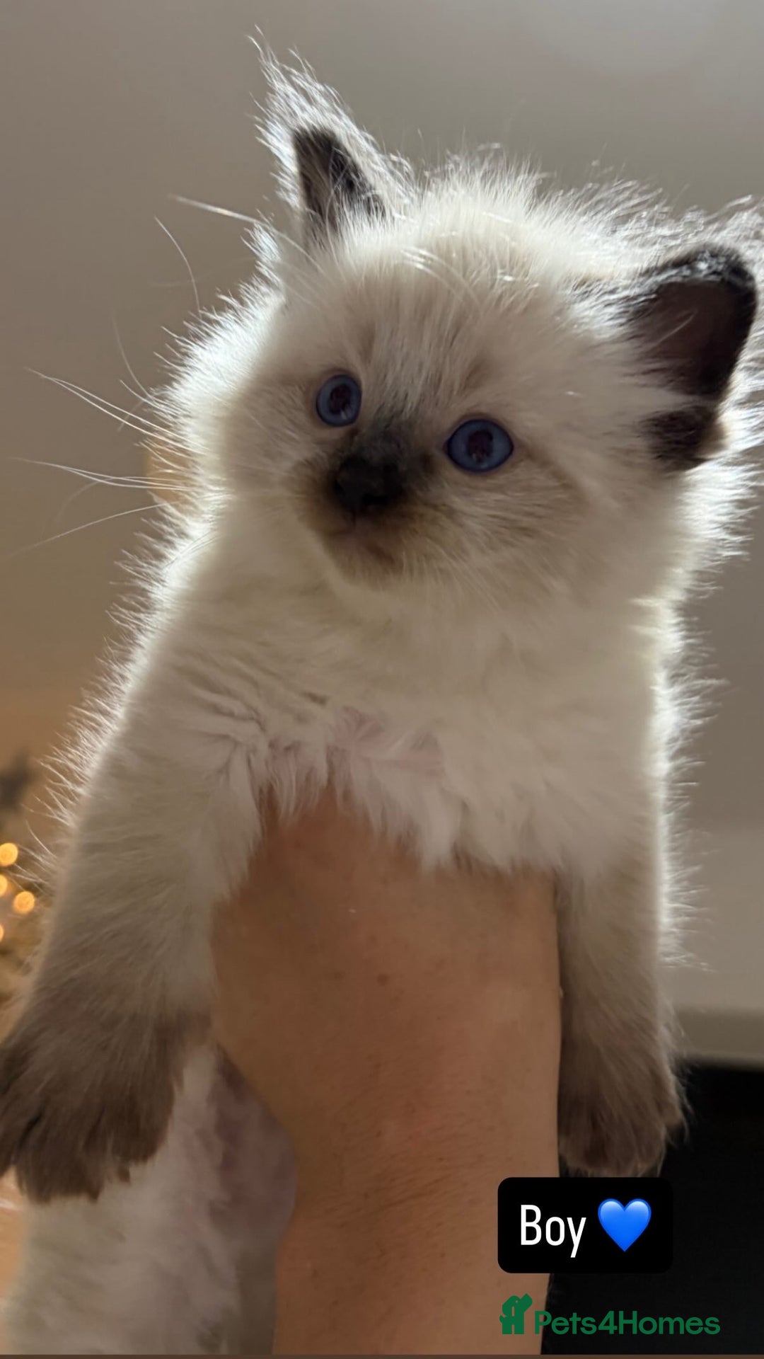Ragdoll cats for sale: Stunning ragdoll kittens - Advert 2
