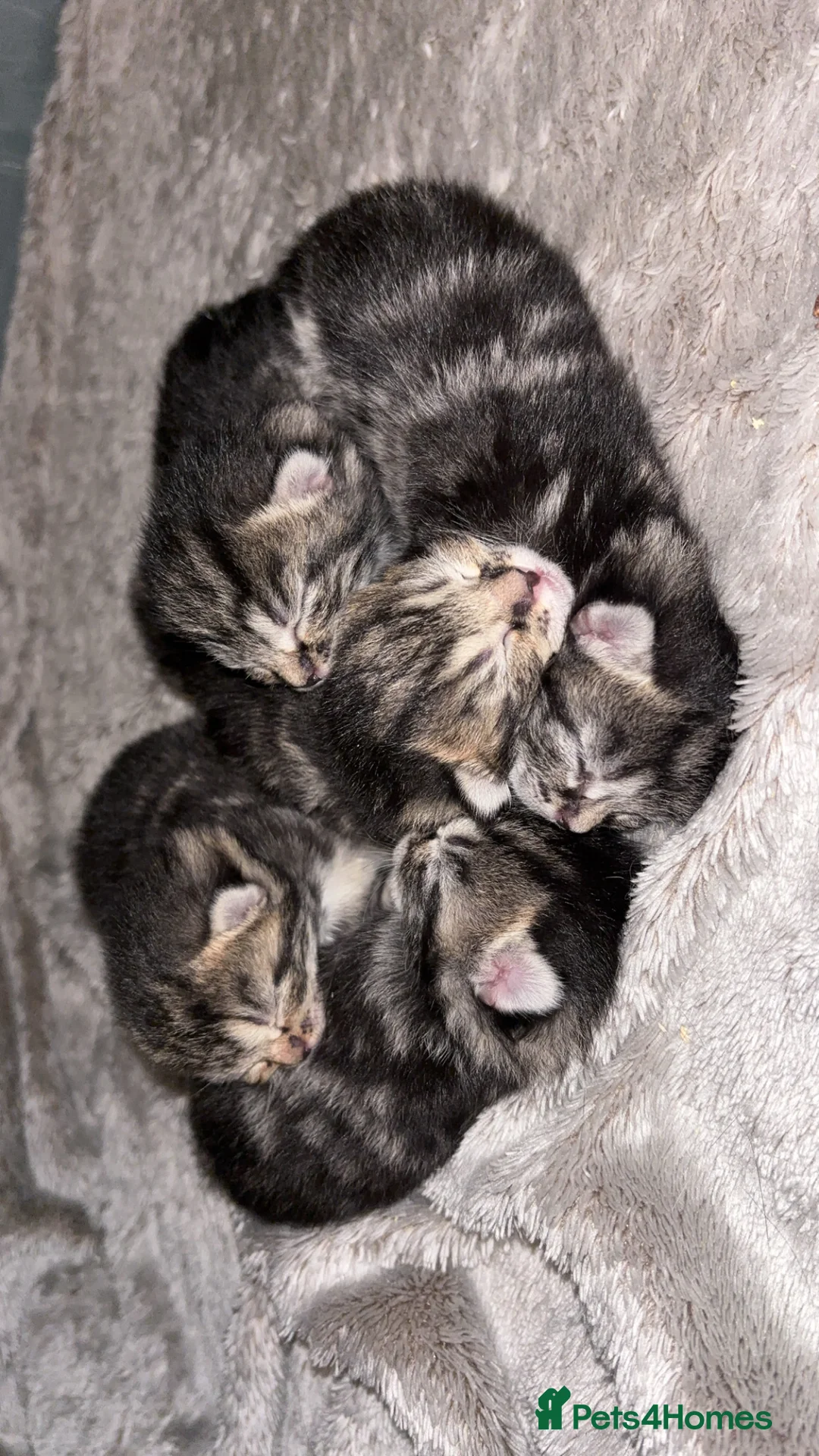 Mixed Breed cats for sale: 1:4 Mainecoon kittens  - Advert 4