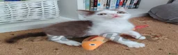 Devon Rex cats for sale: Special home wanted for beautiful Devon Rex x BSH  - Advert 4
