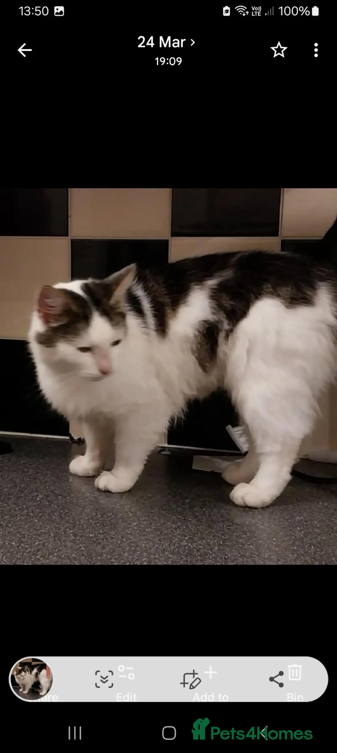 Mixed Breed cats for sale: Kittens for sale - Advert 1
