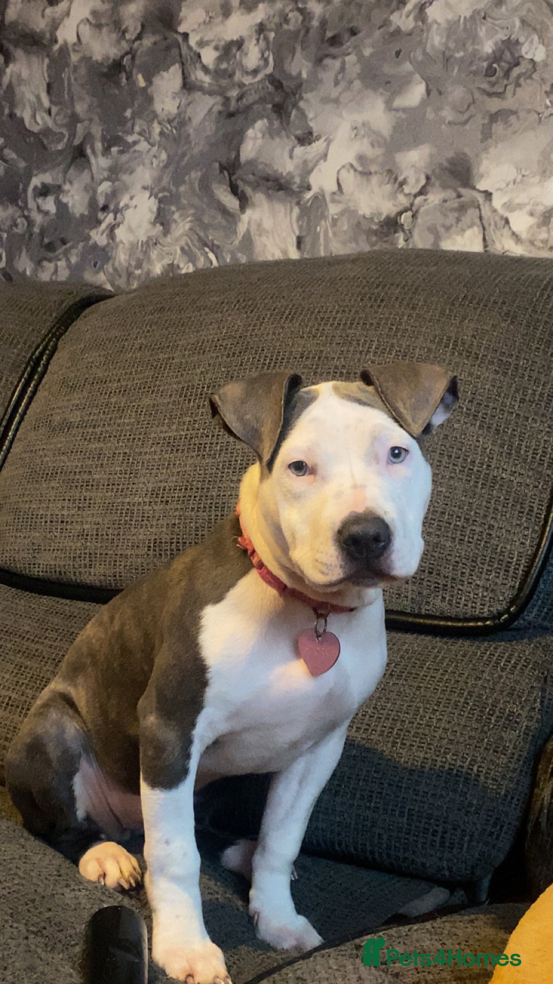 Mixed Breed dogs for sale: 5 month old female  - Advert 4