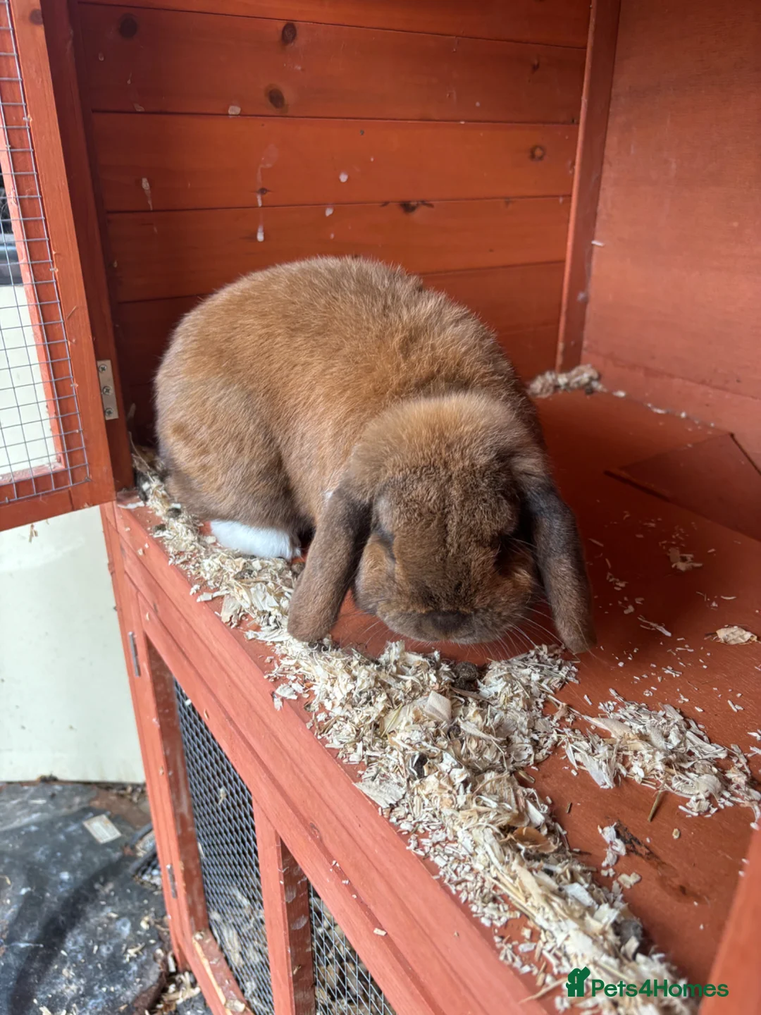 Lionhead rabbits for sale: Baby lionhead cross flop rabbits  - Advert 1