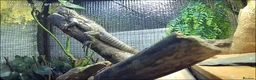 Iguana reptiles for sale: Guatamalan spiny tailed iguana  in Southport - Advert 11