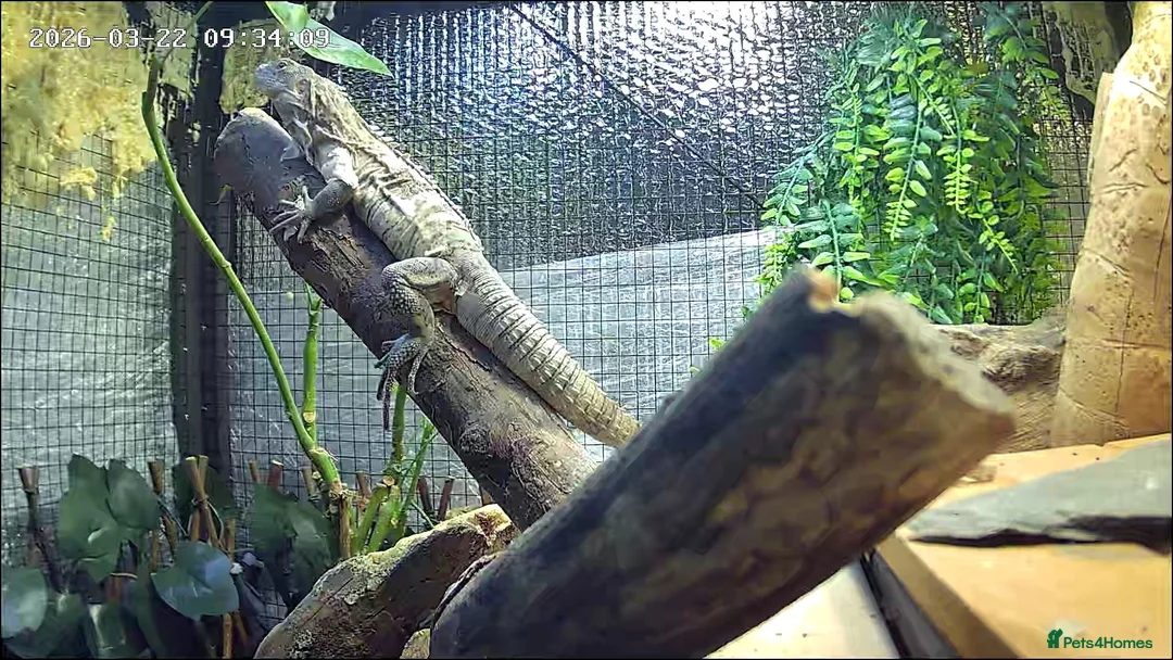 Iguana reptiles for sale: Guatamalan spiny tailed iguana  in Southport - Advert 11