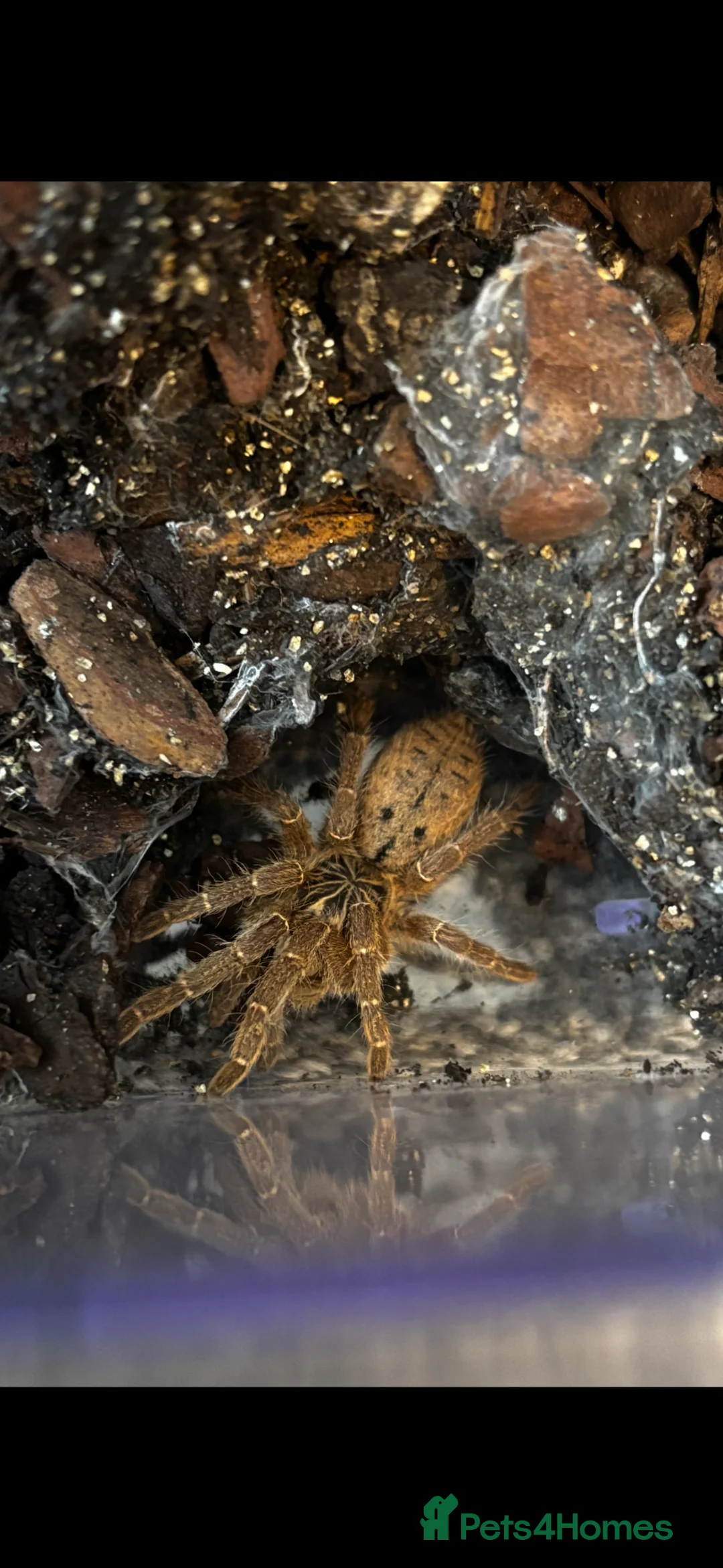 Tarantulas invertebrates for sale: Variety of Tarantulas for sale in Callington - Advert 6