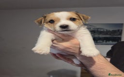 Jack Russell dogs for sale: 3 remaining pups - Image 11