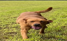 Labrador Retriever dogs for sale: Outstanding Fox Red Labrador Retriever Puppies  - Image 20