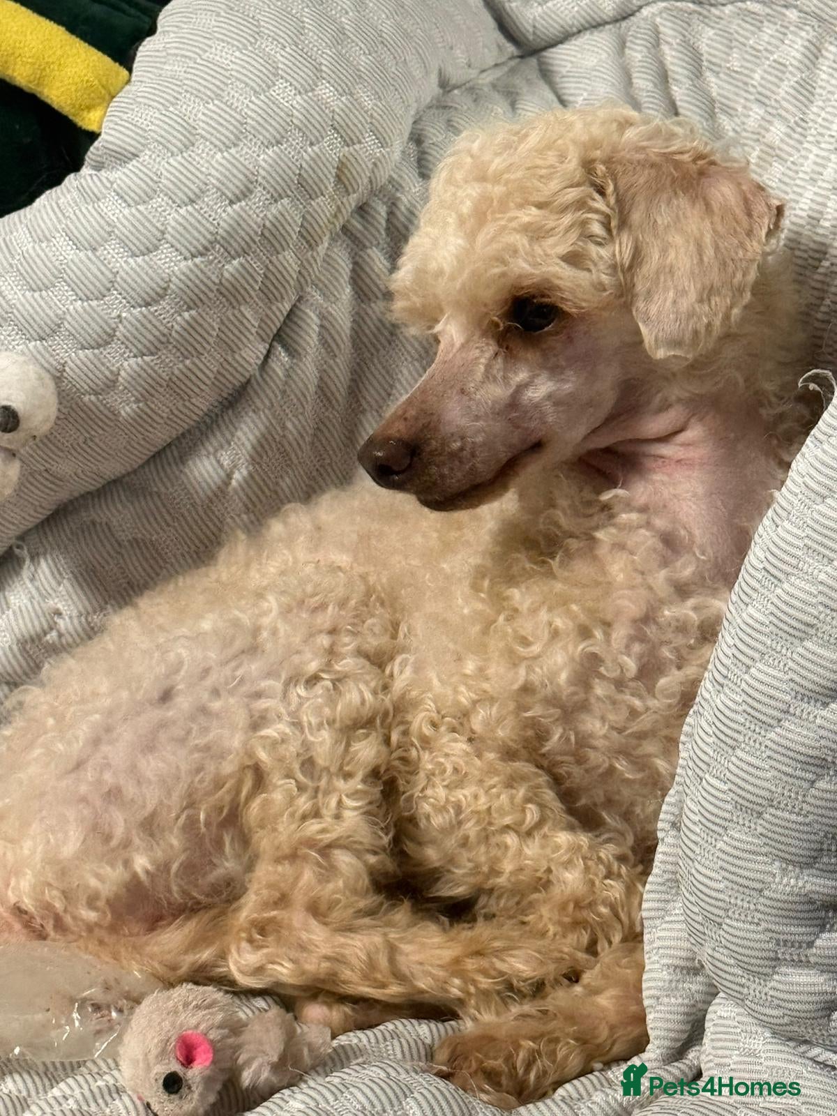 Toy Poodle dogs Pure toy poodle female ( neatured ) - Advert 2