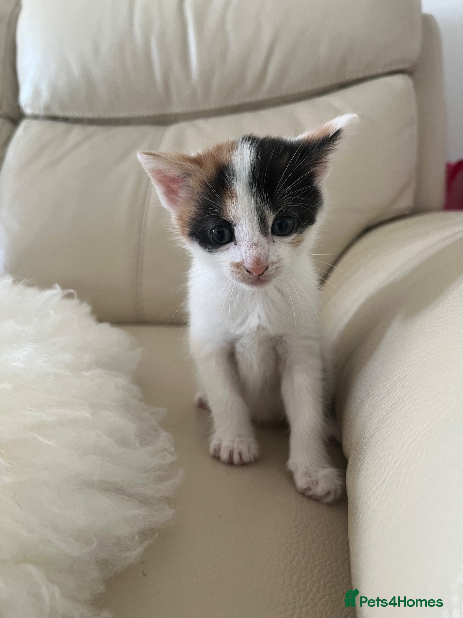 Bramble cats Kittens for sale  - Advert 3