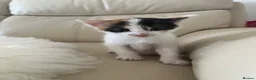 Bramble cats for sale: Kittens for sale  in Hamilton - Advert 1