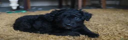 Border Collie dogs for sale: Collie Staffy X Cockerpoo in Cheltenham - Advert 4