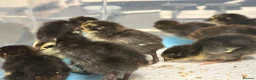 Quail poultry for sale: Coturnix quail chicks  - Advert 7