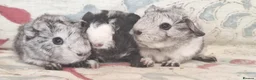 Guinea Pig rodents for sale: MEADOW SIDE CAVIES BABY GUINEA PIGS HEREFORDSHIRE  - Advert 33