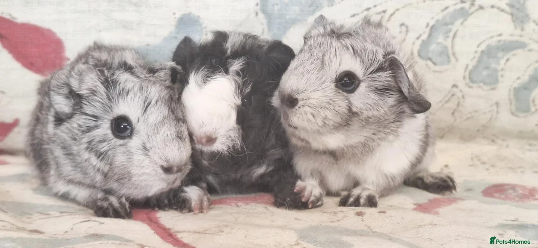 Guinea Pig rodents for sale: MEADOW SIDE CAVIES BABY GUINEA PIGS HEREFORDSHIRE  - Advert 33