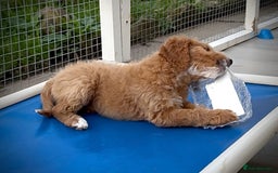 Australian Labradoodle dogs for sale: Australian Golden doodle female , ready to go - Image 8