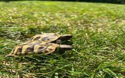 Tortoise reptiles for sale: 2x baby Herman tortoises  - Image 3