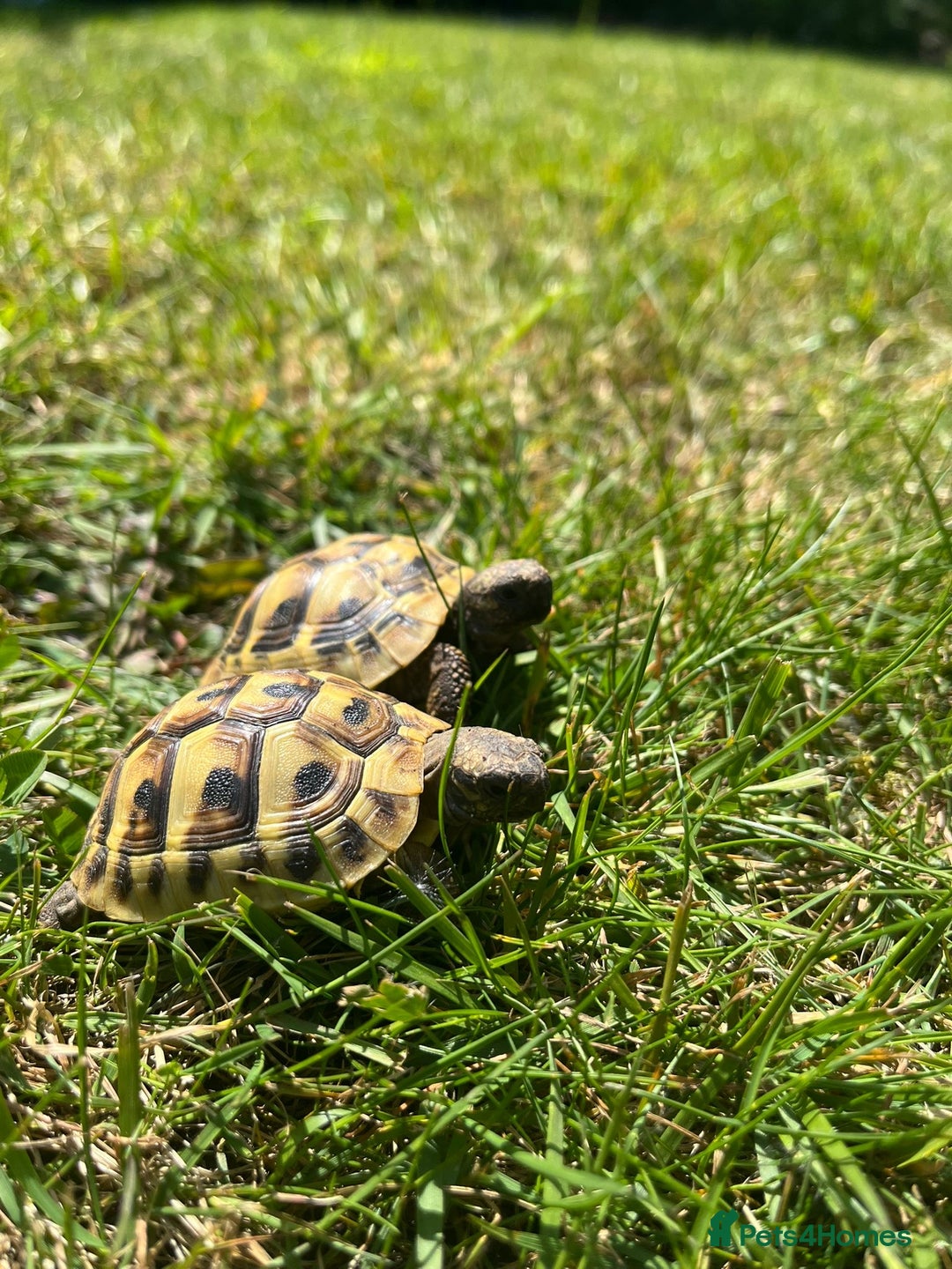 Tortoise reptiles for sale: 2x baby Herman tortoises  - Image 3