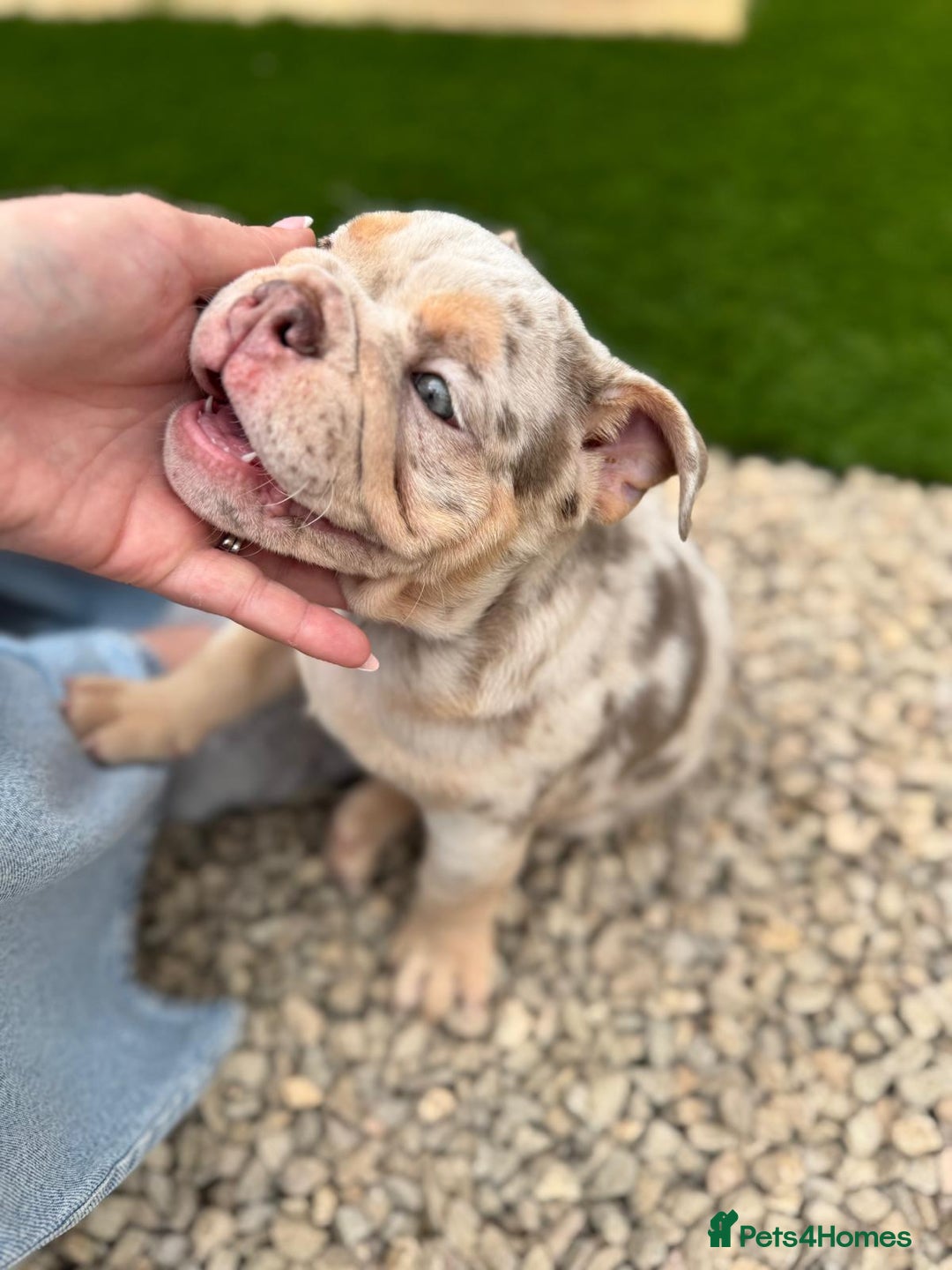English Bulldog dogs for sale: English Bulldog Puppy  - Image 2