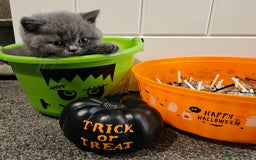 British Shorthair cats for sale: British Blues 🐻💙 - Image 13