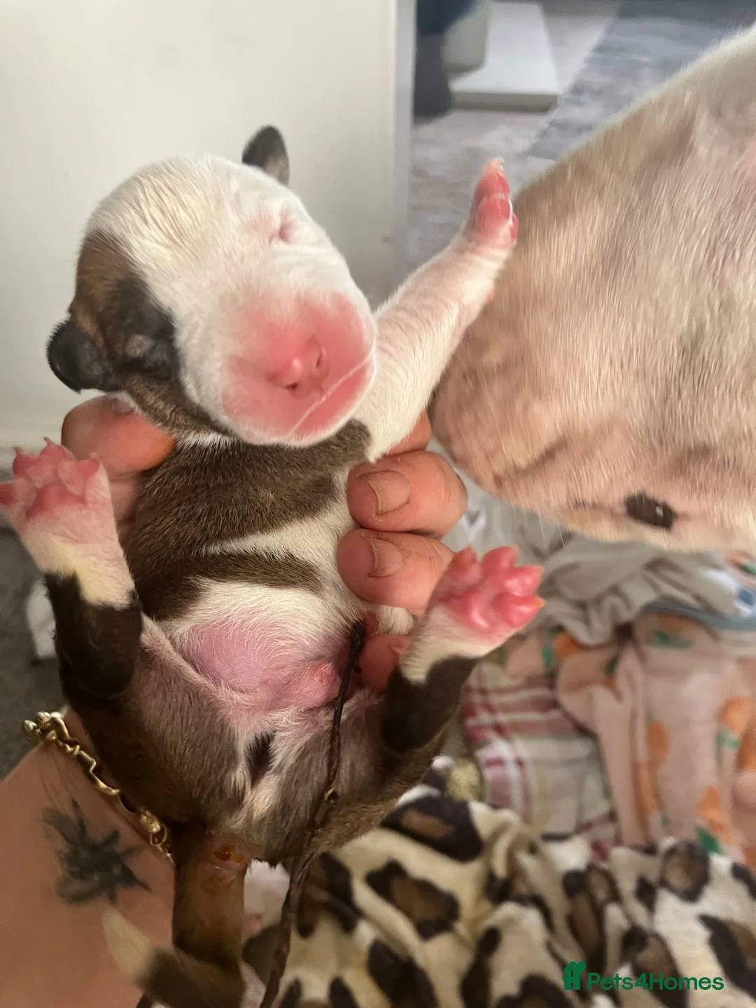 English Bull Terrier dogs for sale: 6 x kc registered English Bull Terriers  in Gloucester - Advert 11