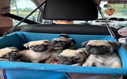 Pug dogs for sale: pug puppies ready 4 in Redcar - Image 1