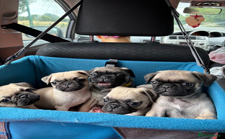 Pug dogs in Redcar - Advert 1