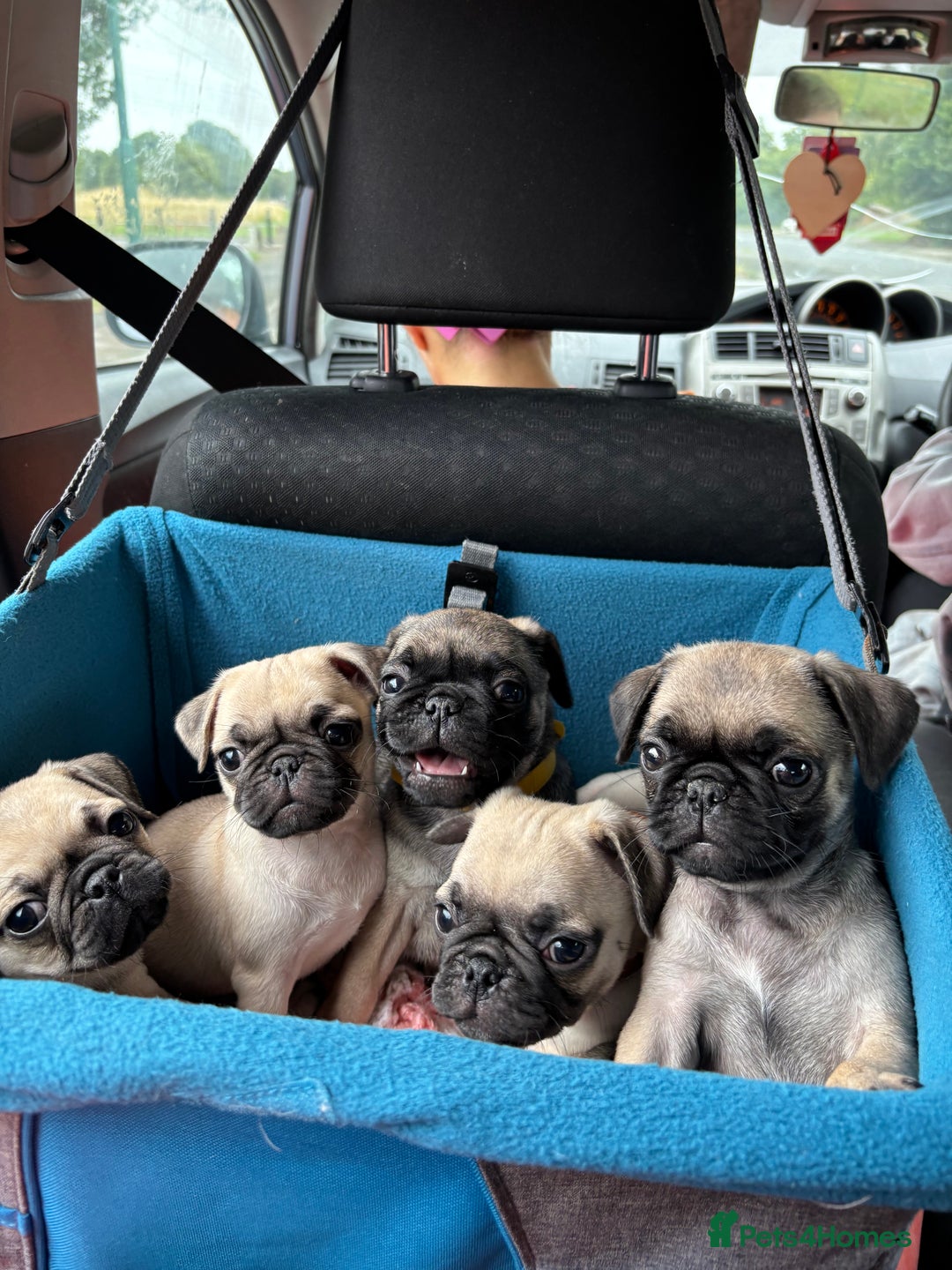Pug dogs for sale: pug puppies ready 4 in Redcar - Image 1
