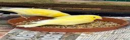 Canaries birds for sale: Fife Canaries - all born this year  - Advert 3