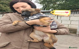 Mixed Breed dogs for adoption: 💖🐶 KNOPA 🐶💖 - Image 2