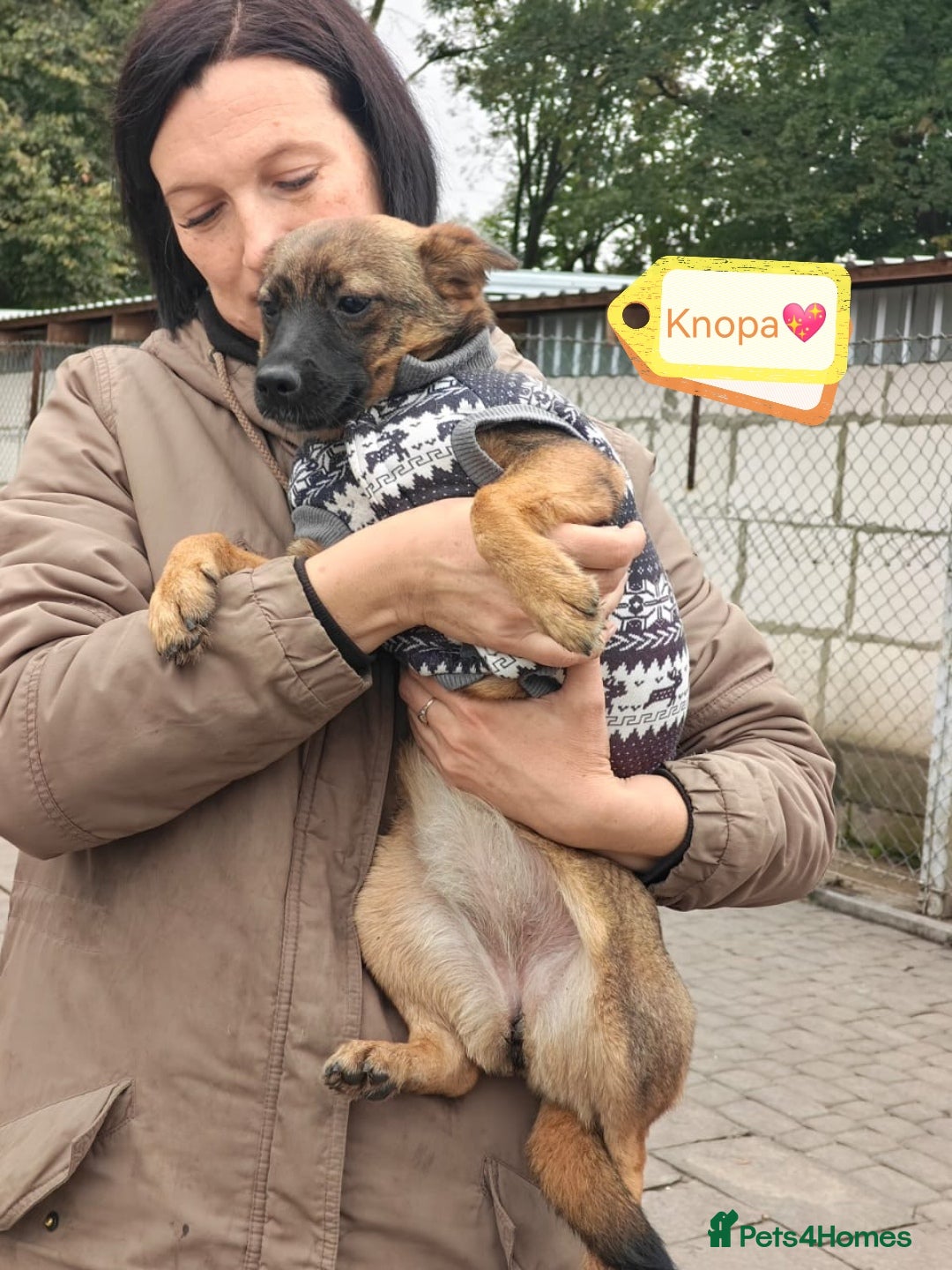 Mixed Breed dogs for adoption: 💖🐶 KNOPA 🐶💖 - Image 2