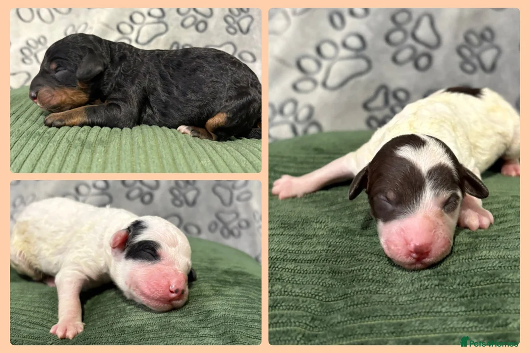 Bernedoodle dogs for sale: Stunning Bernedoodles💕DNA Health Tested Parents ! - Advert 2