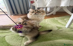 British Longhair cats for sale: British Longair and Shorthair Kittens for sale - Image 6