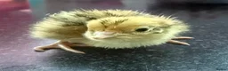 Quail poultry for sale: Progressive Pied & Designer Coturnix Quail Chicks - Advert 3