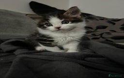 Mixed Breed cats for sale: 3 Lovely Kittens - Image 12