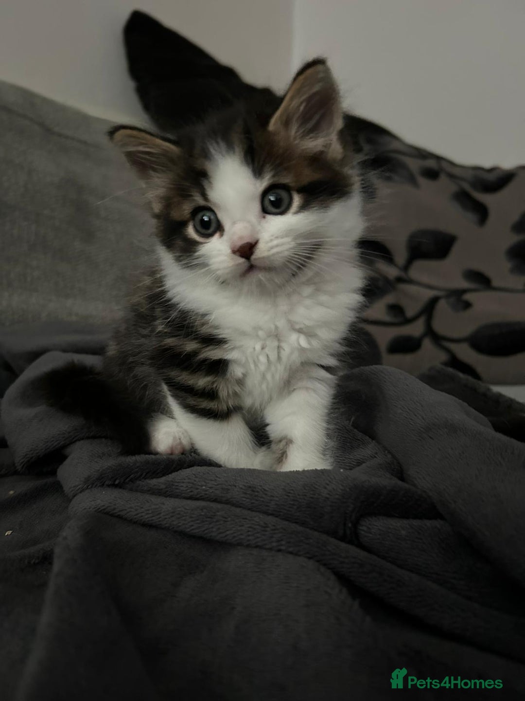 Mixed Breed cats for sale: 3 Lovely Kittens - Image 12