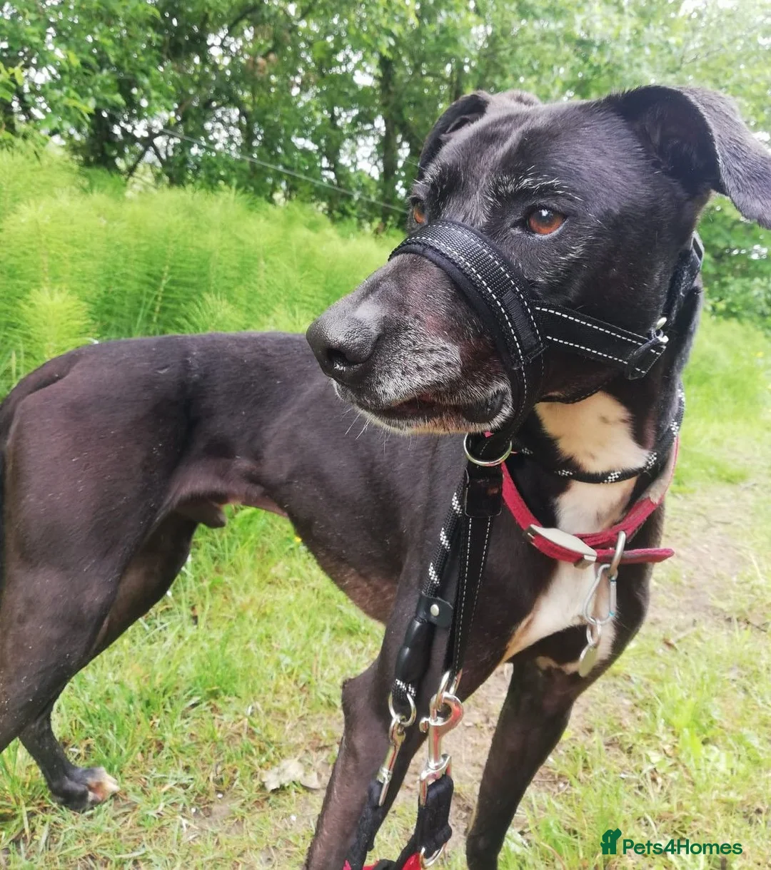 Mixed Breed dogs for adoption: MAX 8yr old Cross Breed - Advert 1
